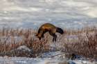 Canada, Manitoba, Hudson Bay. Cross fox hunting for underground rodent. Art Print
